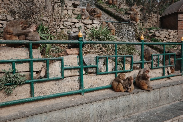 f:id:morinobearintheforest:20260303233038j:image