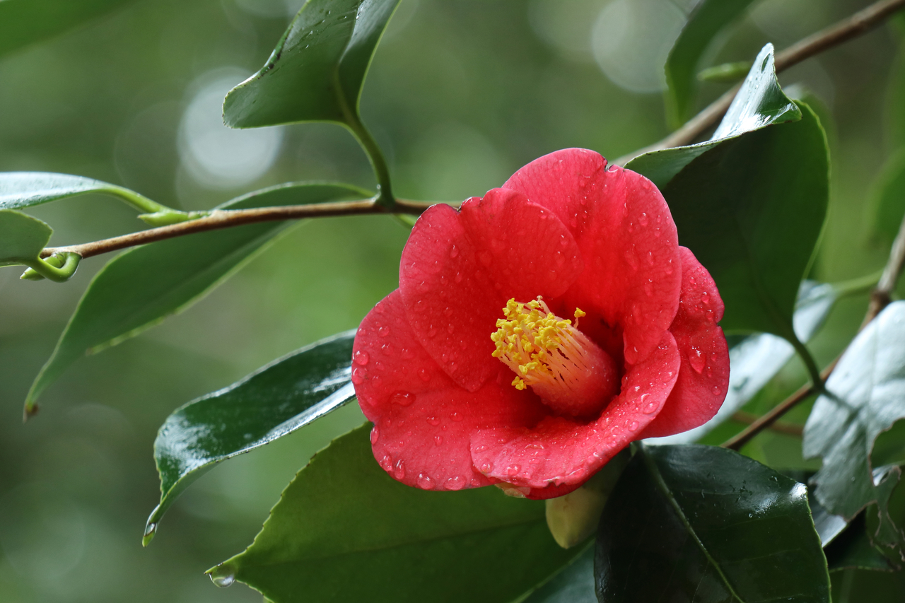 日本原産の冬の花 ツバキ 関西 日帰りカメラ旅