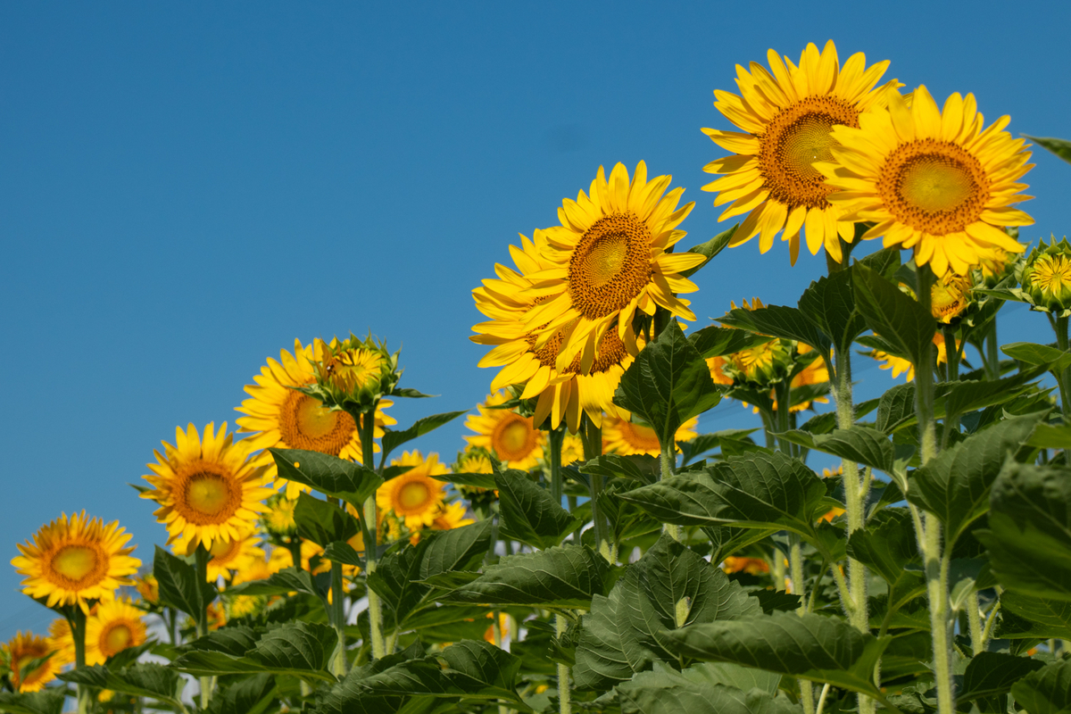 神戸】「ポートアイランド 南ひまわり広場」2023年もひまわり畑ができ