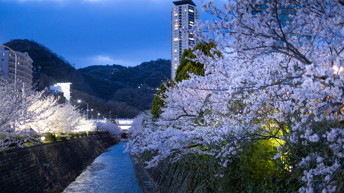 神戸】生田川公園でほんのり白い夜桜を楽しむ「ぬのびき花街道
