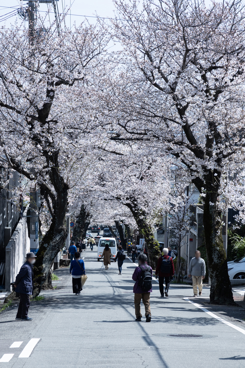 【神戸】24本が伐採される灘区の名所「桜のトンネル」、満開の見納め風景を撮った(2026年) - 関西 日帰りカメラ旅