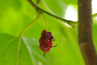f:id:morinohiroba:20120823215015j:image