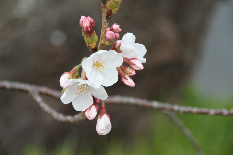 桜さく - クーの風に吹かれて 3