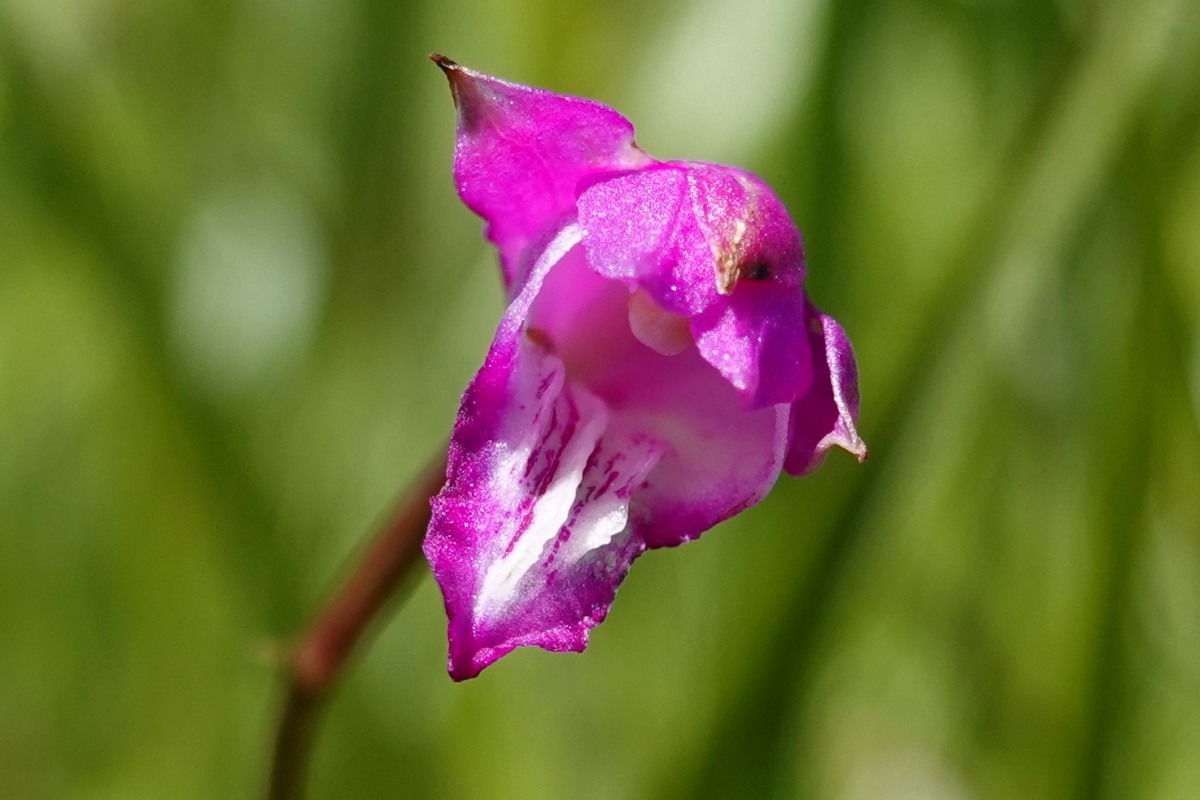 f:id:morinokobito_km:20210628195717j:plain