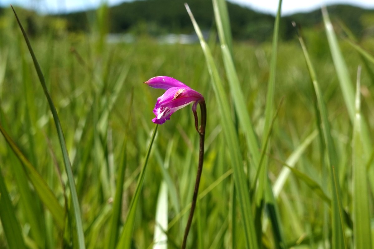 f:id:morinokobito_km:20210628195735j:plain