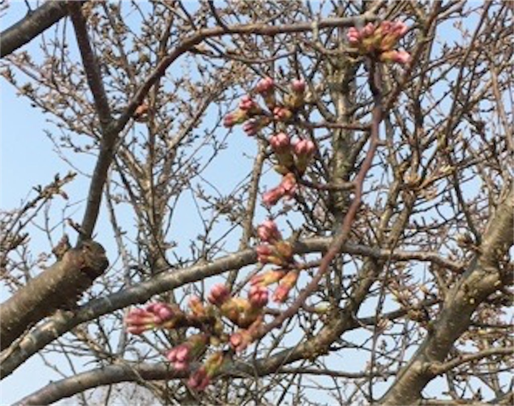 f:id:morinoniwatorisan:20190407172638j:image f:id:morinoniwatorisan:20190407172638j:image
