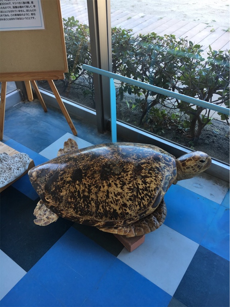 f:id:morinoniwatorisan:20191011234719j:image