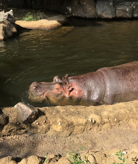 f:id:morinoniwatorisan:20200929003816j:plain