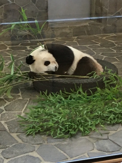 f:id:morinoniwatorisan:20200929003931j:plain