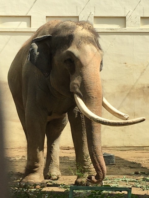 f:id:morinoniwatorisan:20200929003952j:plain