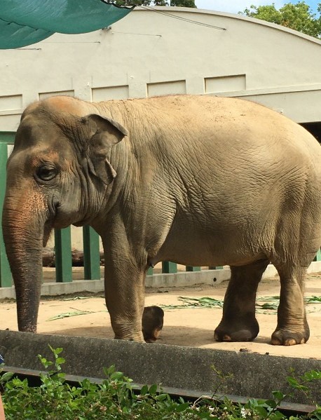 f:id:morinoniwatorisan:20200929004118j:plain