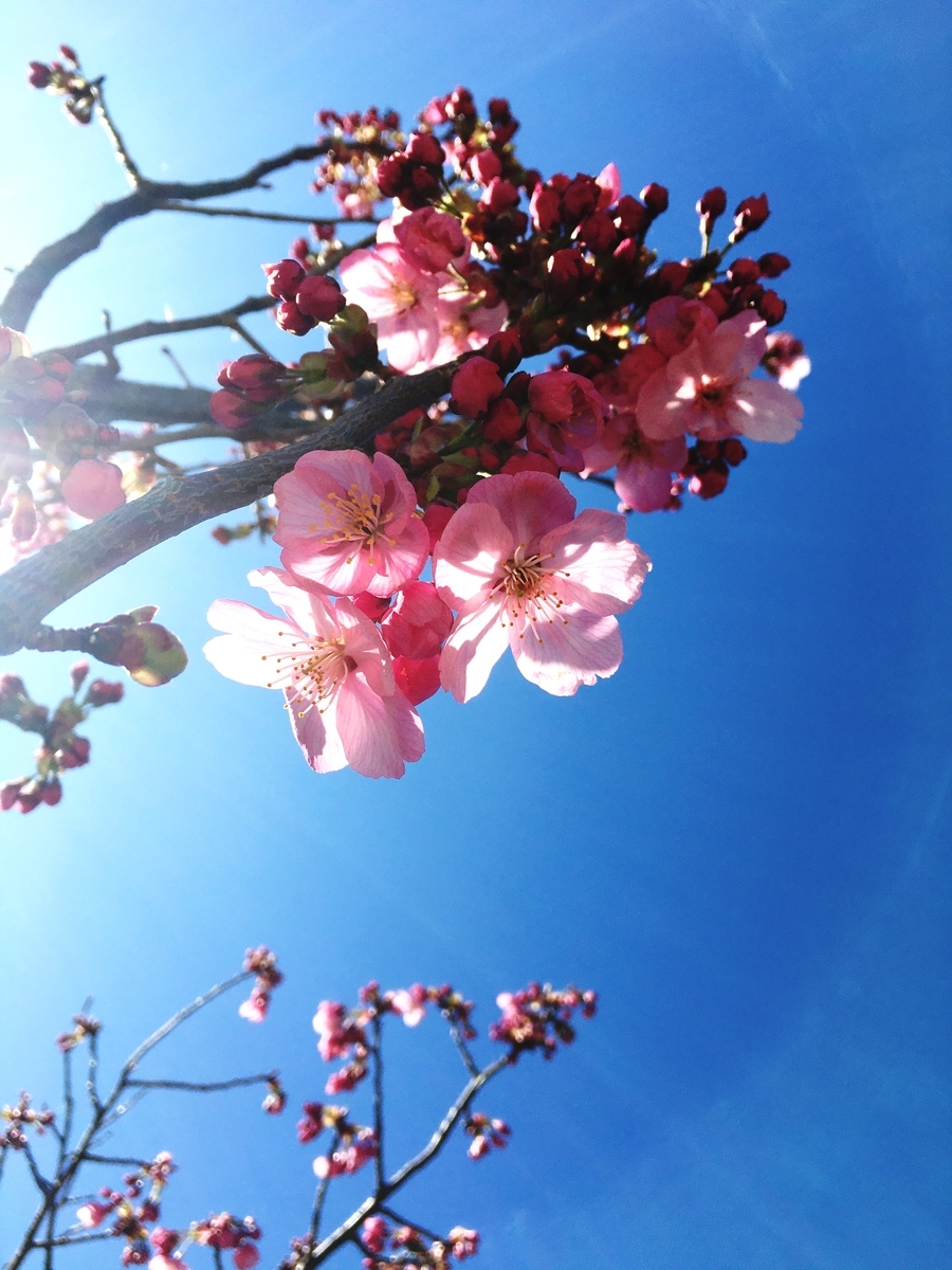 f:id:morinosizukuceo:20200320092308j:plain f:id:morinosizukuceo:20200320092308j:plain