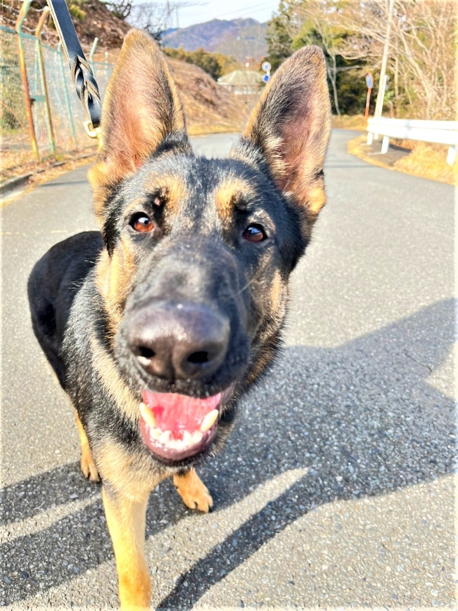 f:id:morinosizukuceo:20220219144136j:plain