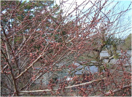 f:id:morinui:20090204105847j:image