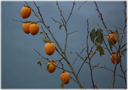 f:id:morinui:20101029021615j:image f:id:morinui:20101029021615j:image