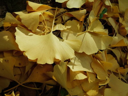 f:id:morinui:20101123150841j:image f:id:morinui:20101123150841j:image