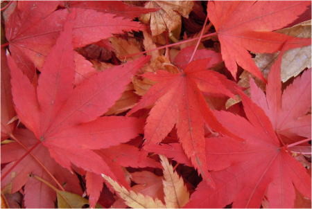 f:id:morinui:20101123151949j:image f:id:morinui:20101123151949j:image