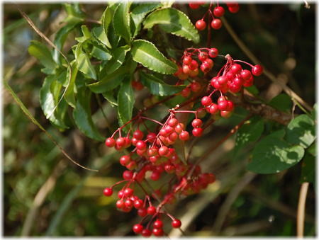 f:id:morinui:20101227153430j:image f:id:morinui:20101227153430j:image