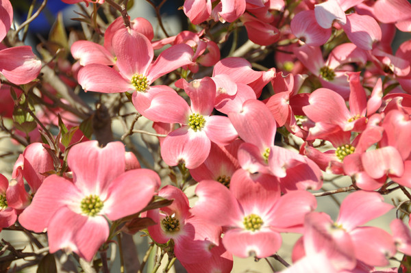 f:id:morinui:20140424144021j:image f:id:morinui:20140424144021j:image