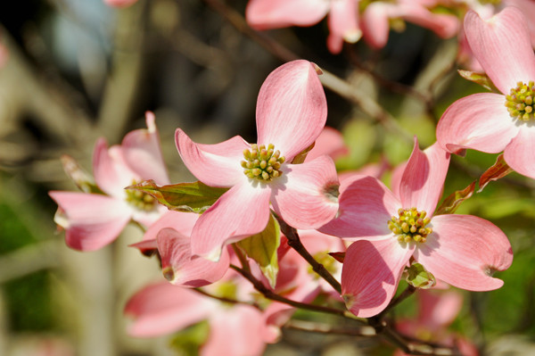 f:id:morinui:20140424144210j:image f:id:morinui:20140424144210j:image