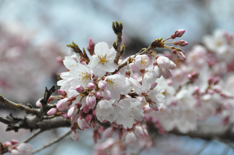 f:id:morinui:20180318125009j:image f:id:morinui:20180318125009j:image