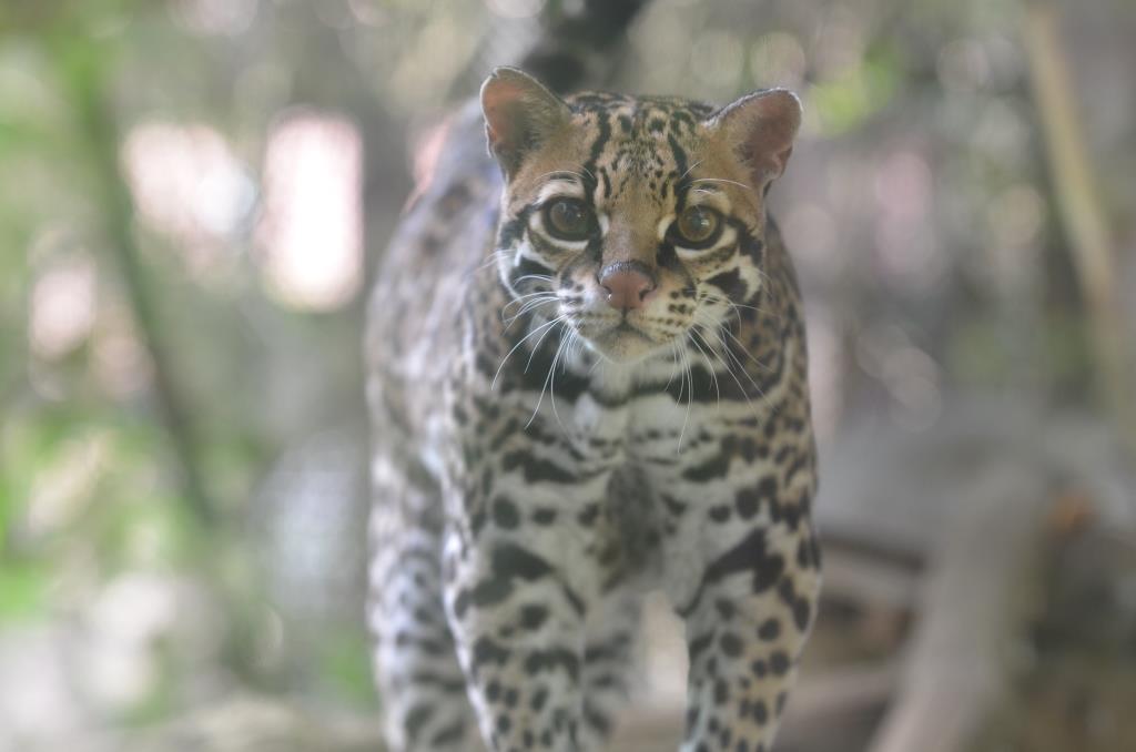 オセロットのメロディ 山と動物園