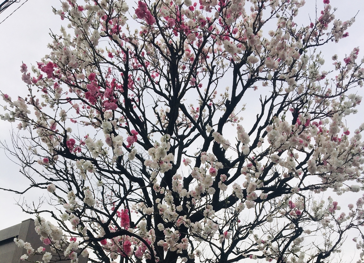 f:id:moritaeri:20200327182247j:plain f:id:moritaeri:20200327182247j:plain