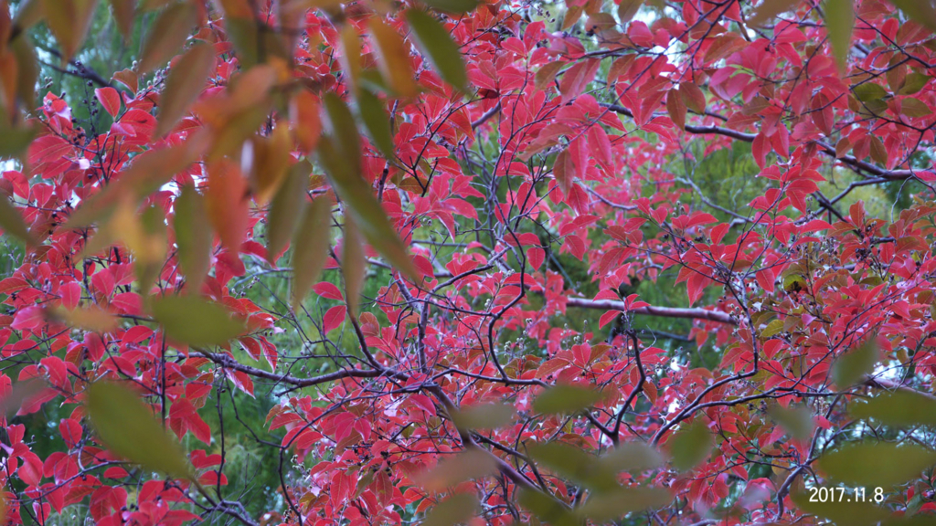 f:id:moritarou3:20171109123527j:plain