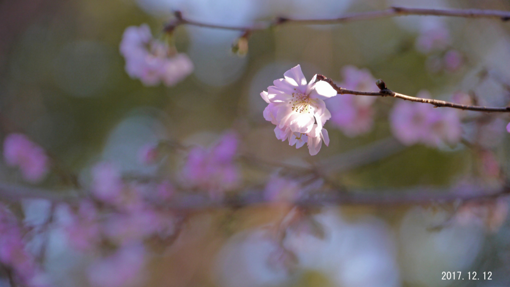 f:id:moritarou3:20171213002704j:plain