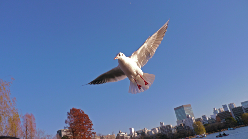 f:id:moritarou3:20171225205955j:plain