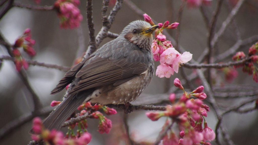 f:id:moritarou3:20180322162016j:plain