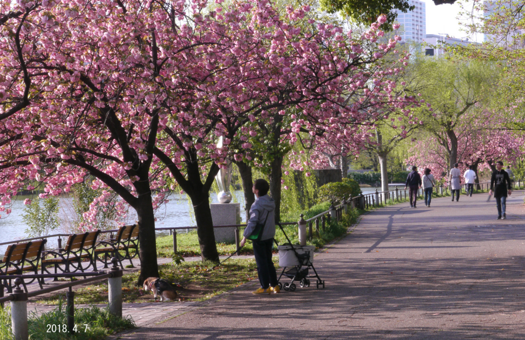 f:id:moritarou3:20180408230253j:plain