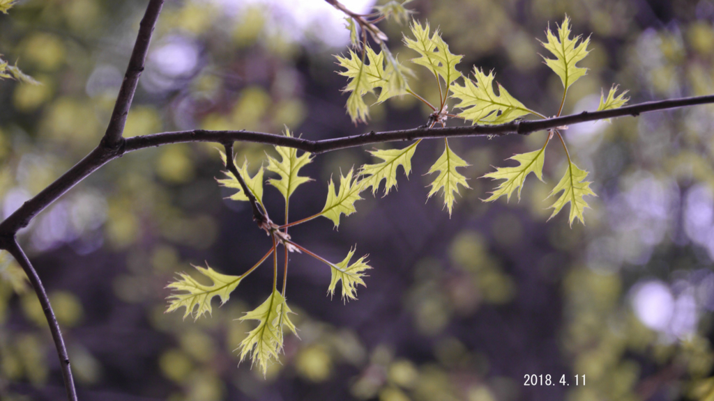 f:id:moritarou3:20180414155536j:plain