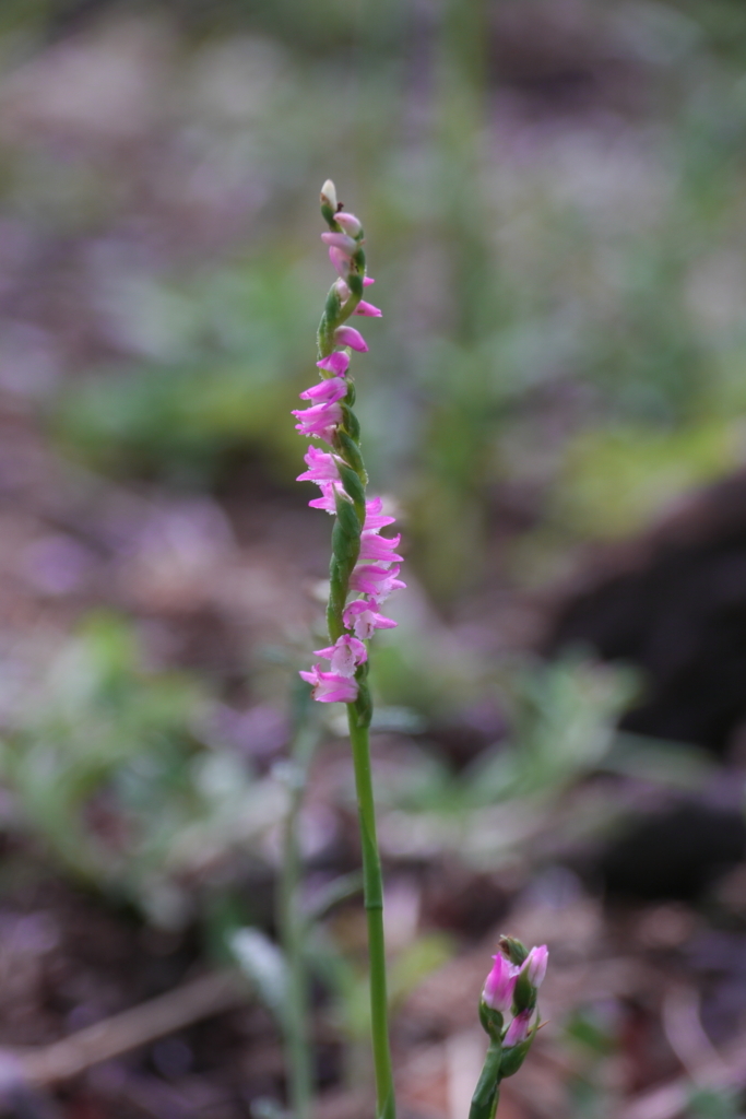 f:id:moritarou3:20180609102611j:plain