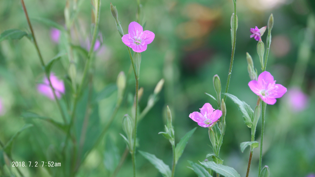 f:id:moritarou3:20180705111602j:plain