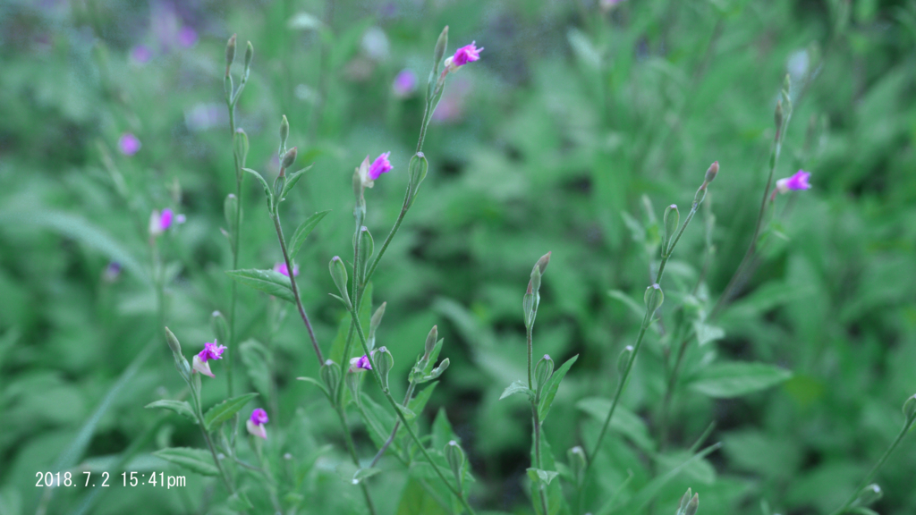 f:id:moritarou3:20180705111623j:plain