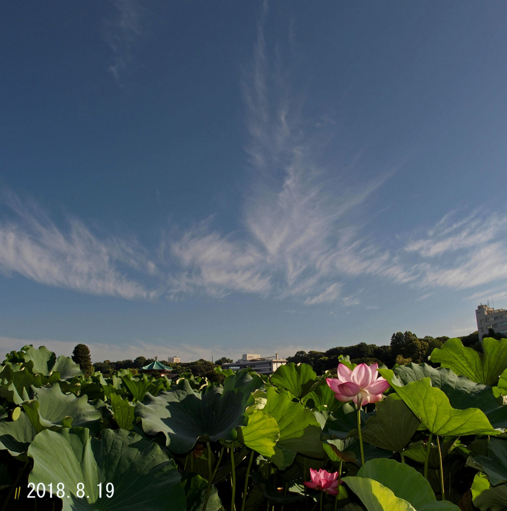 f:id:moritarou3:20180820000216j:plain