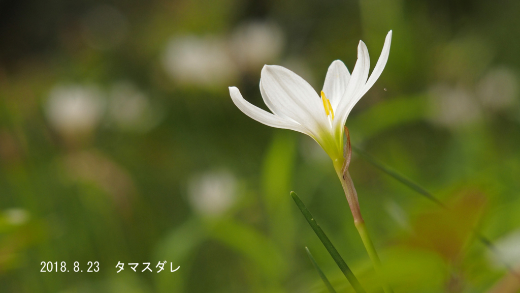 f:id:moritarou3:20180825230633j:plain