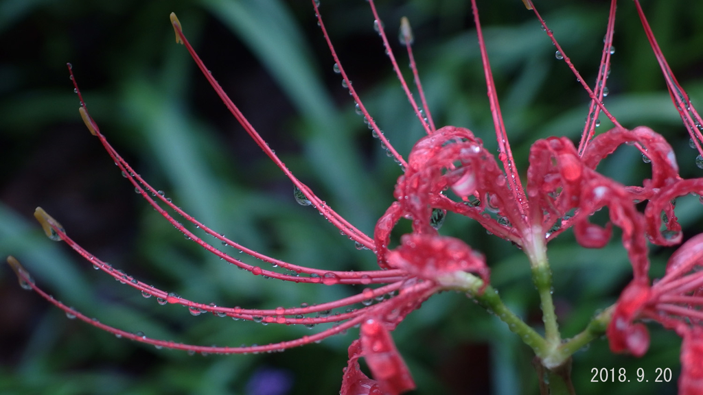 f:id:moritarou3:20180923145002j:plain