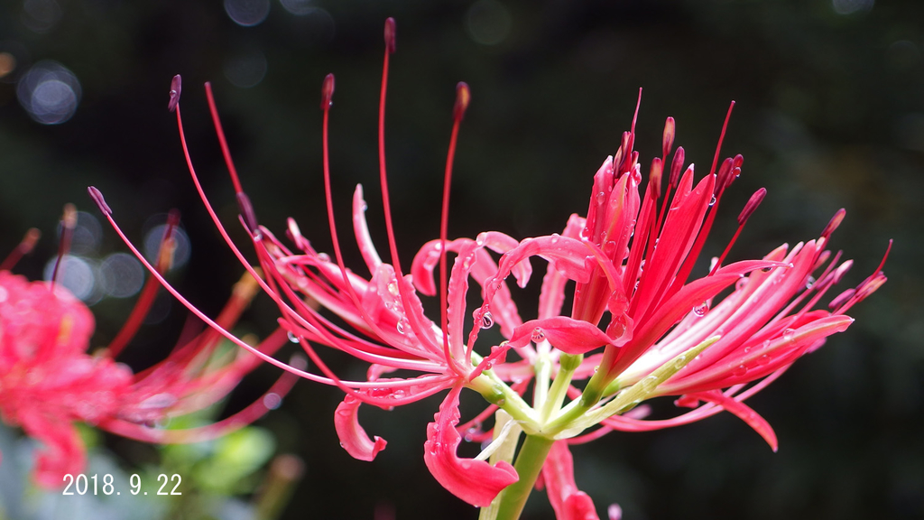 f:id:moritarou3:20180923145053j:plain