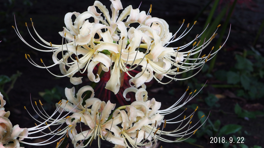 f:id:moritarou3:20180923145103j:plain