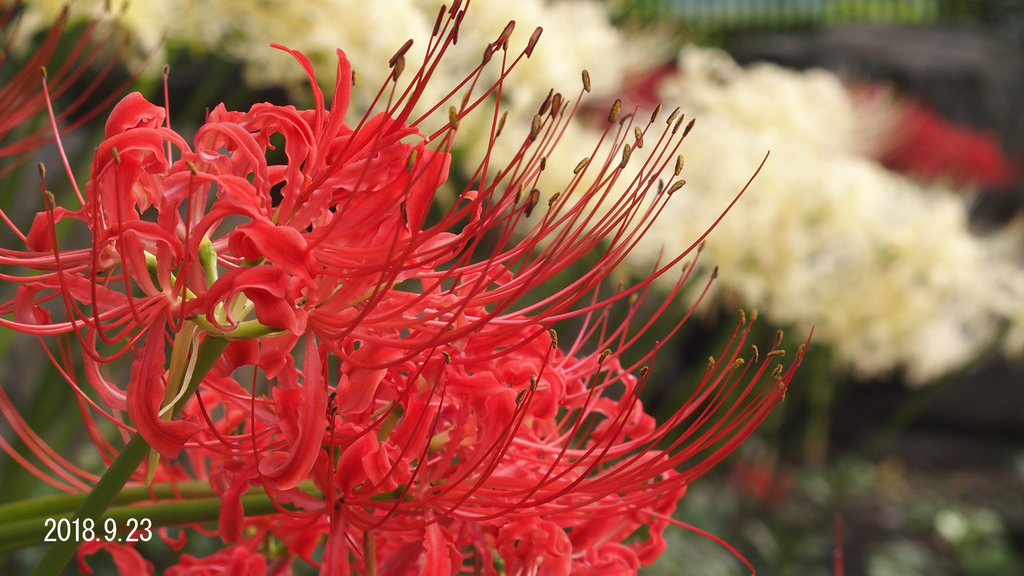 f:id:moritarou3:20180923145202j:plain