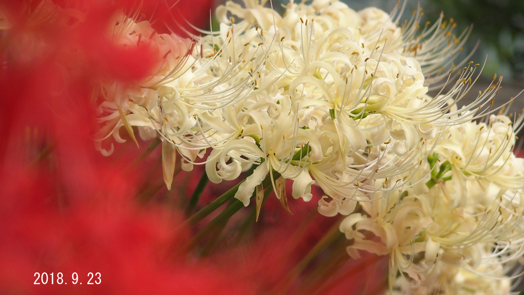 f:id:moritarou3:20180923145213j:plain