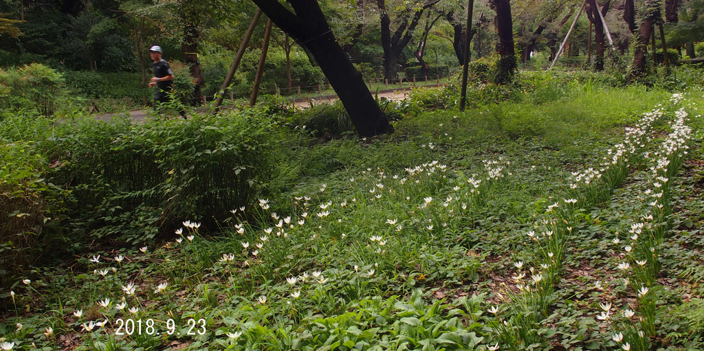 f:id:moritarou3:20180923145225j:plain