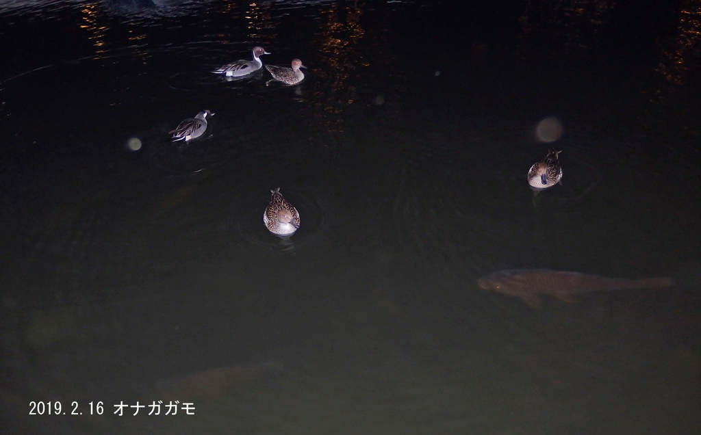 f:id:moritarou3:20190217171542j:plain