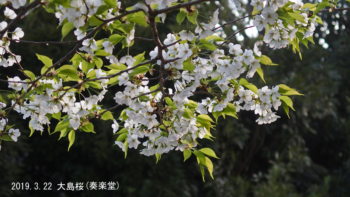 f:id:moritarou3:20190323002613j:plain