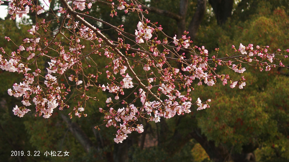 f:id:moritarou3:20190323002724j:plain
