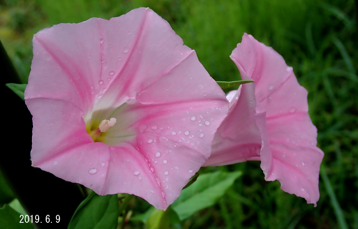 f:id:moritarou3:20190613204822j:plain