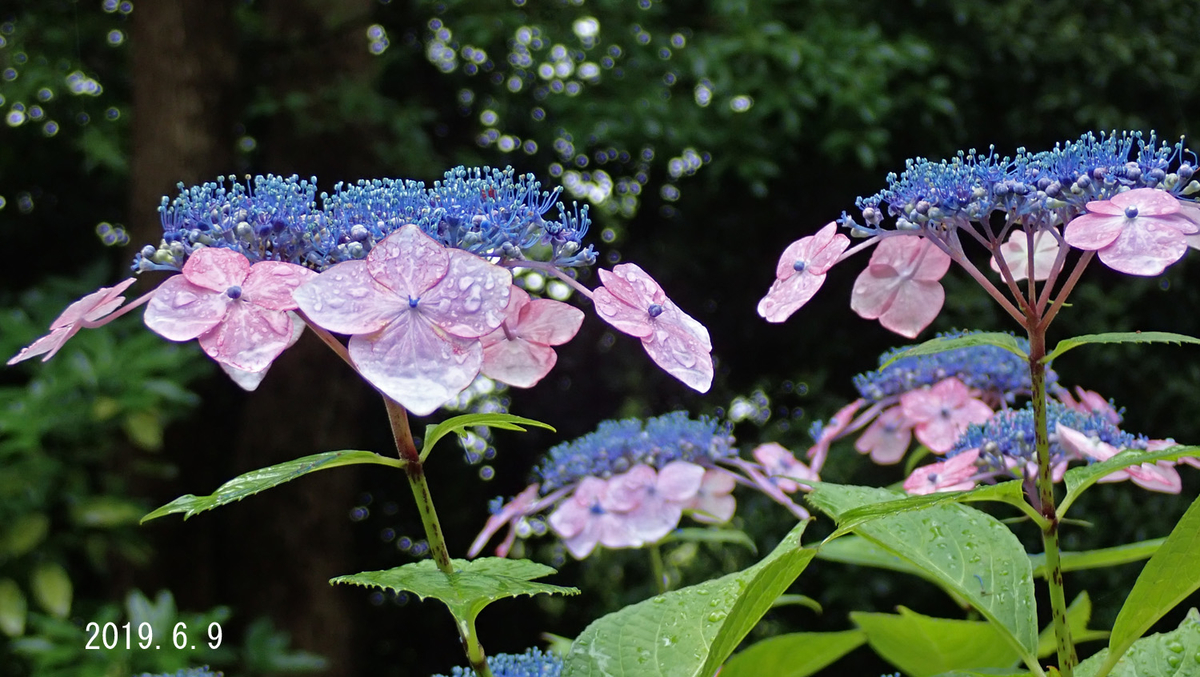 f:id:moritarou3:20190613204845j:plain