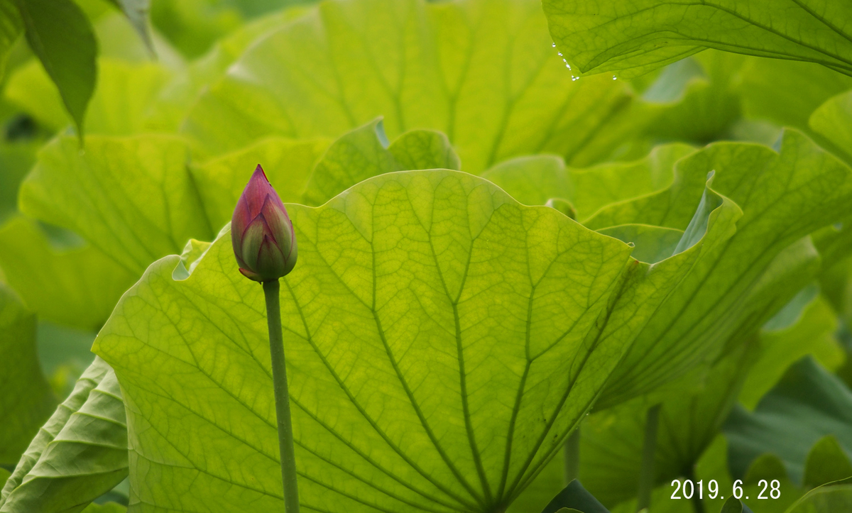 f:id:moritarou3:20190629205705j:plain